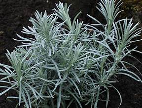 Curry Italicum (4") (Shipped)