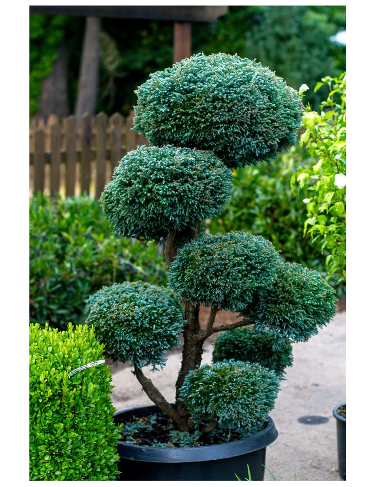 CYPRESS BOULEVARD POM POM (20 gallon) chamaecyparis pisifera 'boulevard'