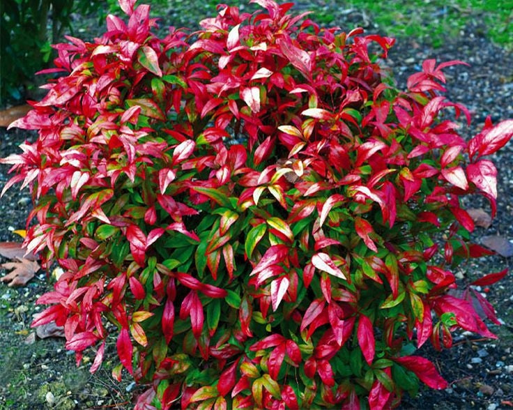 nandina domestica 'firepower' FIREPOWER DWARF NANDINA