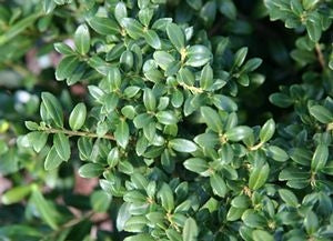 ilex crenata ‘soft touch’ SOFT TOUCH HOLLY
