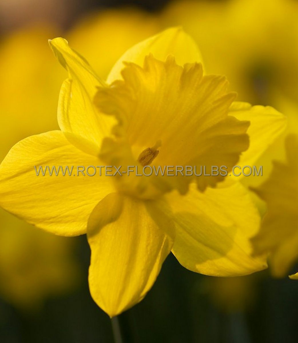 Bulb Daffodil Narcissus Dutch Master