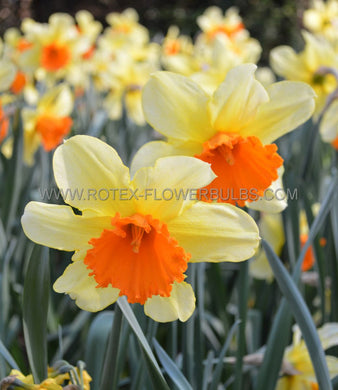 Bulb Daffodil Narcissus Fortissimo