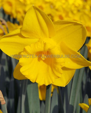 Bulb Daffodil Narcissus King Alfred
