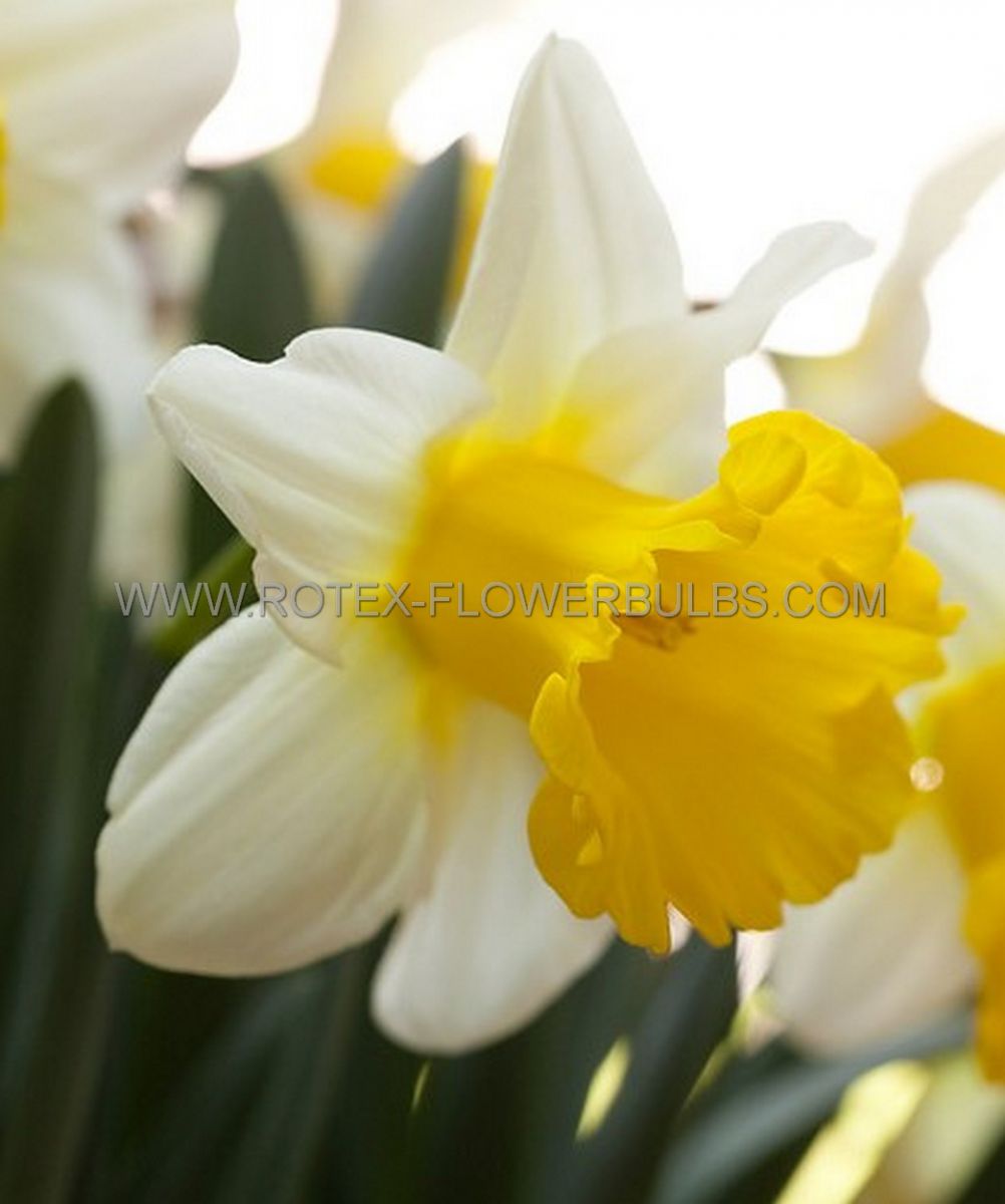 Bulb Daffodil Narcissus Las Vegas