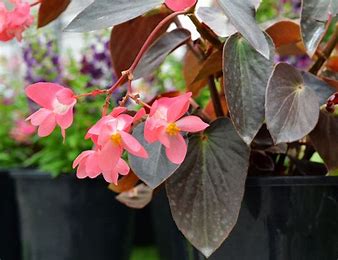Begonia Dragon Wing Bronze Leaf Pink (4.5" Pot) (SHIPPED)