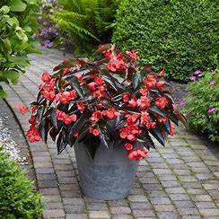 Begonia Dragon Wing Bronze Leaf Red (4.5" Pot) (SHIPPED)