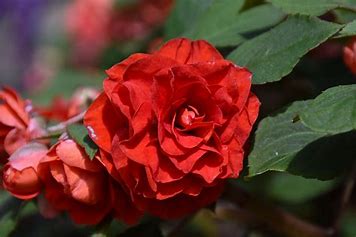 Impatiens Double Glimmer Bright Red (4.5