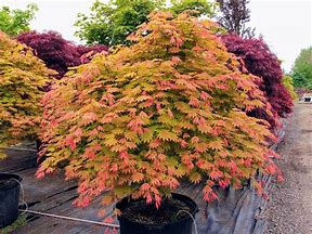 acer shirasawanum 'moonrise' JAPANESE MAPLE MOONRISE