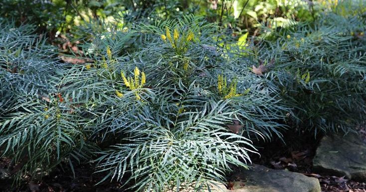 MAHONIA INDIGO FLAIR (3 gallon) Mahonia 'confusa'