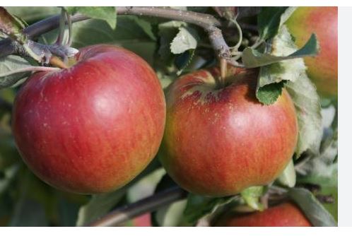 APPLE TREE JONATHAN (5 Gallon) malus domestica