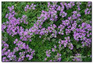 Thymus serpyllum 'Elfin' (2.5