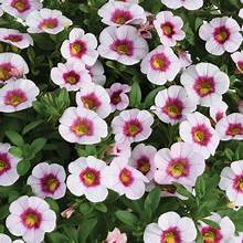 Calibrachoa Eyeconic Strawberry (4.5" Pot) (SHIPPED)