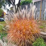 miscanthus sinensis 'purpurascens' FLAME GRASS