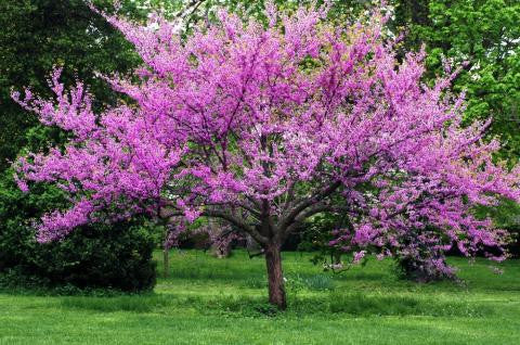 REDBUD FOREST PANSY (1.5" caliper) - cercis canadensis 'forest pansy'