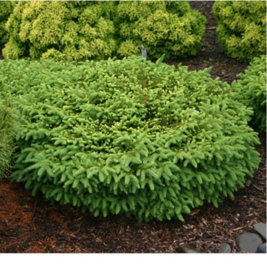 SPRUCE BIRD'S NEST (5 gallon) Picea abies 'Nidiformis'