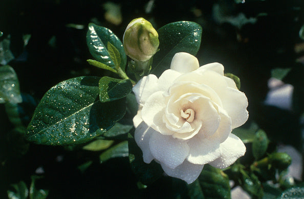 GARDENIA SCENTAMAZING (3 gallon) gardenia jasminoides 'leetwo'