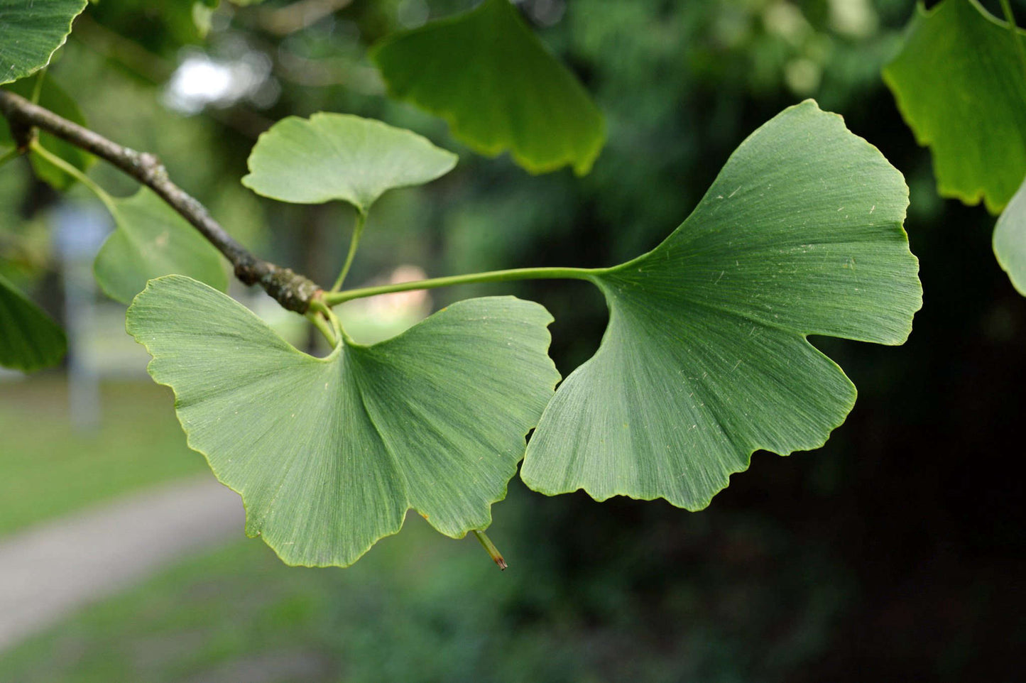 GINKGO TREE (1.5" caliper) - ginkgo biloba