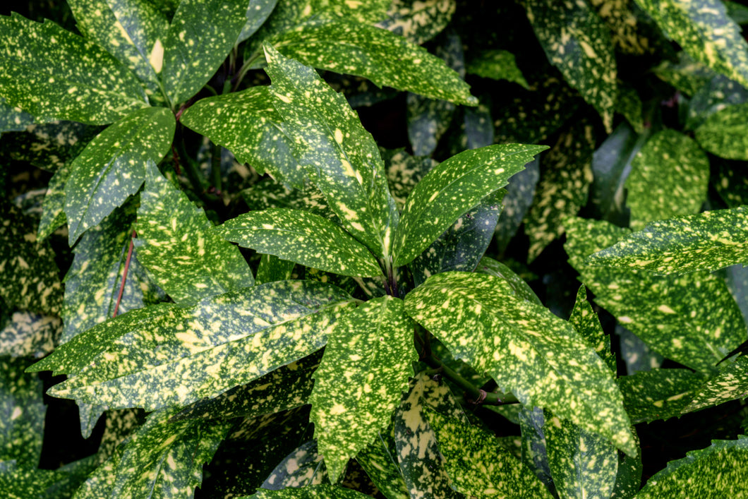 aucuba japonica 'variegata'  VARIEGATED AUCUBA