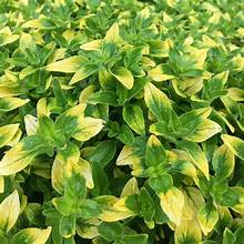 Marjoram Golden Tip (4") (Shipped)