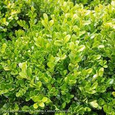 BOXWOOD GREEN BEAUTY (3 Gallon) Buxus microphylla