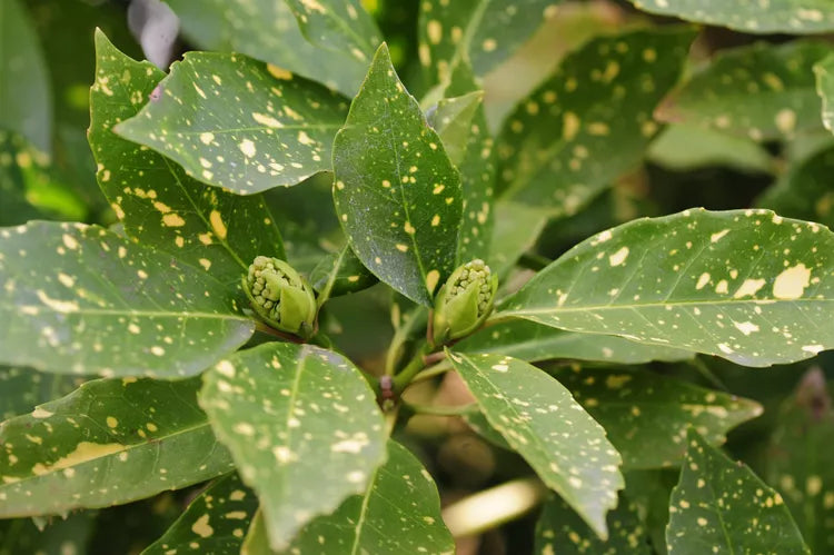 AUCUBA GOLD DUST (3 Gallon) aucuba japonica 'gold dust'