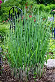 GRASS HEAVY METAL SWITCH (3 Gallon) panicum virgatum 'heavy metal'