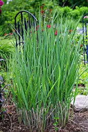 panicum virgatum 'heavy metal' HEAVY METAL SWITCH GRASS