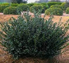 HOLLY HETZI JAPANESE (28-32