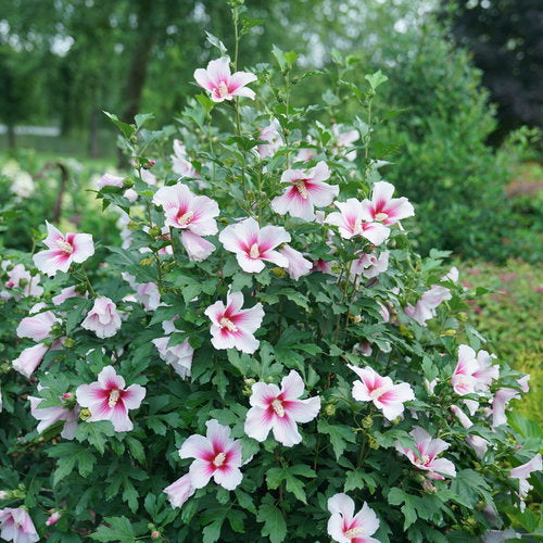 ROSE OF SHARON PARAPLU PINK (3 Gallon) hibiscus syriacus