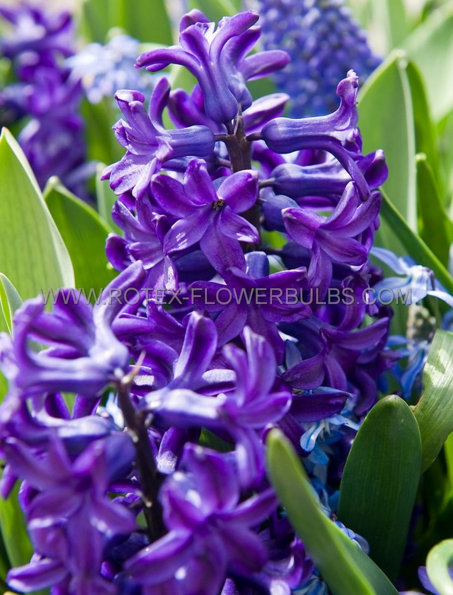 Bulb Hyacinthus Peter Stuyvesant