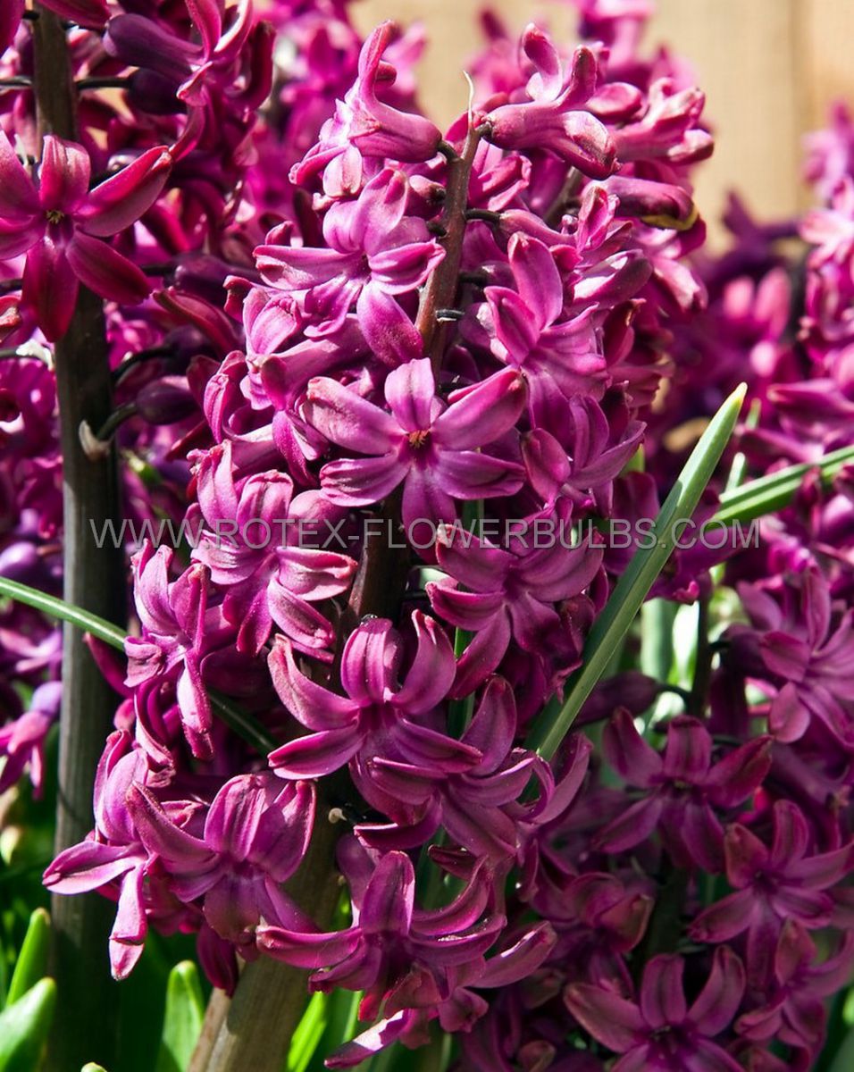Bulb Hyacinthus Woodstock