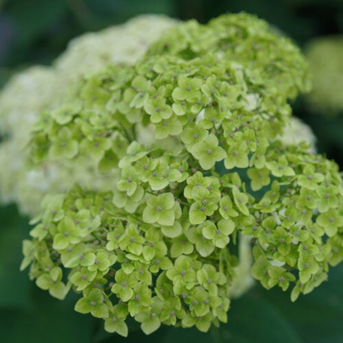 HYDRANGEA INVINCIBELLE SUBLIME (3 Gallon) 'Hydrangea arborescens'