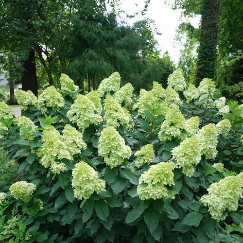 LIMELIGHT PRIME HYDRANGEA (3 Gallon) 'hydrangea paniculata'