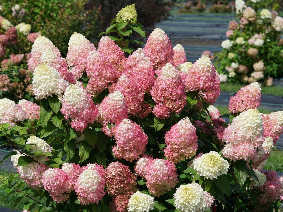QUICK FIRE FAB HYDRANGEA (3 Gallon) hydrangea paniculata 'quick fire fab'