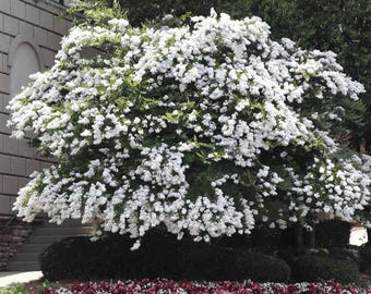 CRAPE MYRTLE ACOMA (3 Gallon) lagerstroemia 'Acoma'