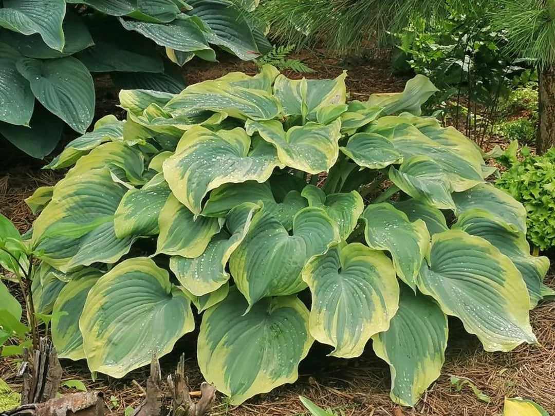 HOSTA EARTH ANGEL (1 quart) plantain lily 'earth angel'