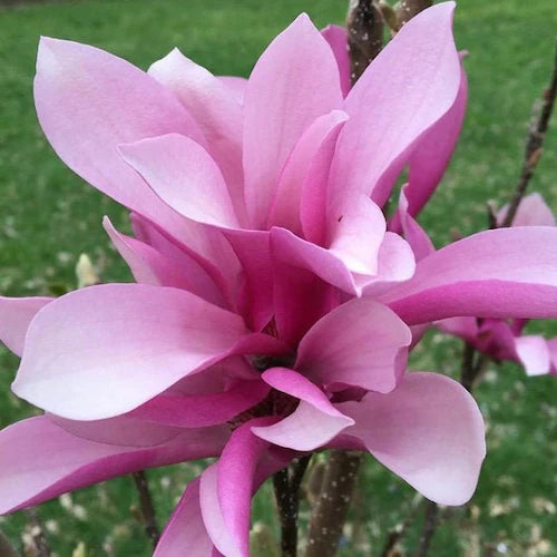MAGNOLIA JANE SAUCER (3 gallon) magnolia x 'Jane'