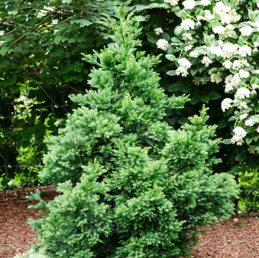 BLACK DRAGON CRYPTOMERIA (2 gallon) cryptomeria japonica 'Black Dragon'
