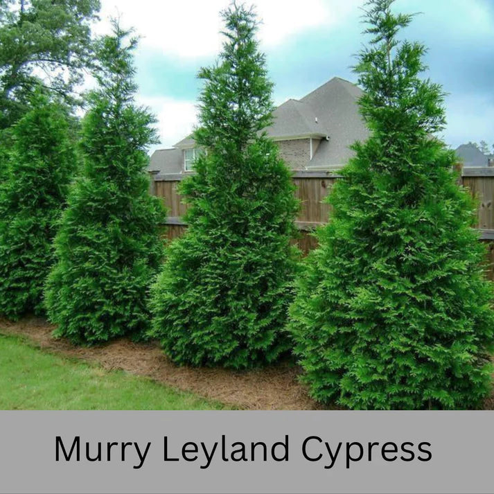 CYPRESS MURRAY LEYLAND (7 gallon) Cupressocyparis leylandii 'Murray'
