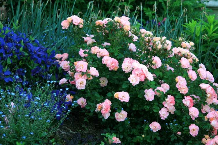 ROSE DRIFT PEACH (3 gallon) Rosa ‘‘Meiggili’