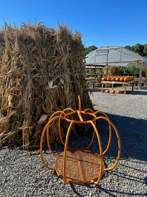 Corn Stalks