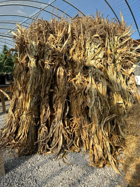 Corn Stalks