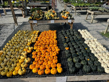 Pumpkin Mini Pumpkin