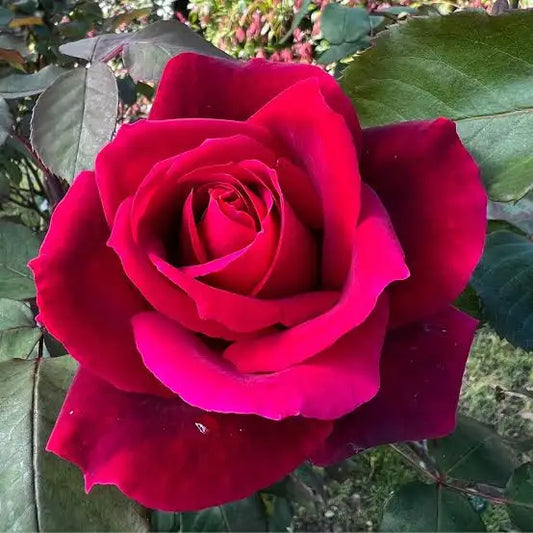 HYBRID TEA ROSE MISTER LINCOLN (3 gallon)  Rosa hybrida 'Mister Lincoln'