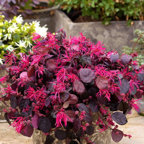 LOROPETALUM JAZZ HANDS BOLD (3 gallon) loropetalum chinense