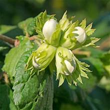 HAZELNUT JEFFERSON (5 gallon)