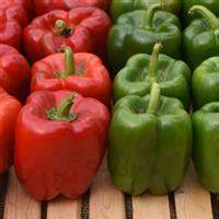 Pepper Sweet Kickstart (3.5") (Shipped)