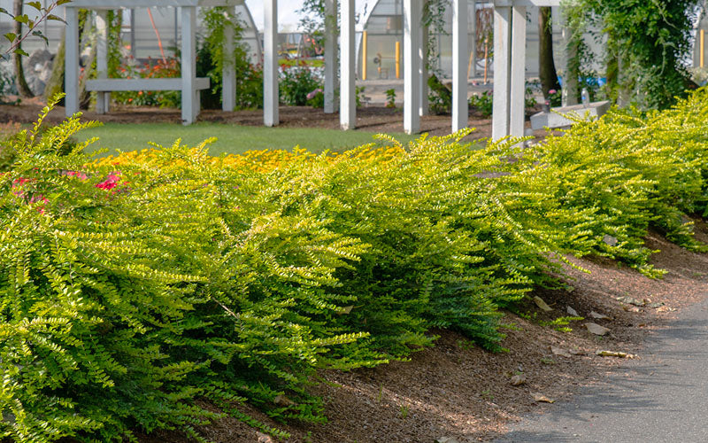 THUNDERBOLT BOX HONEYSUCKLE (3 gallon) Lonicera nitida 'thunderbolt'