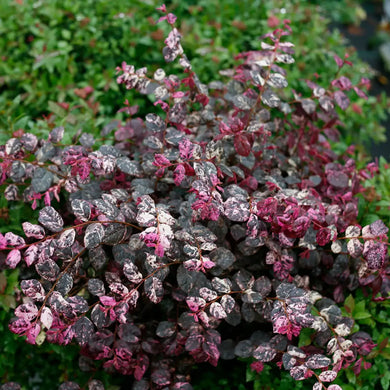 LOROPETALUM JAZZ HANDS (3 gallon) loropetalum chinense