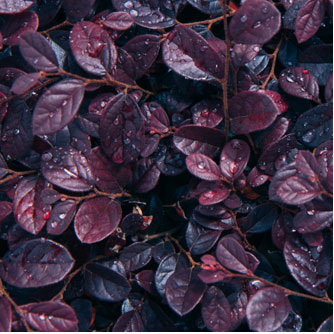 PURPLE DAY DREAM LOROPETALUM (3 gallon) loropetalum chinense